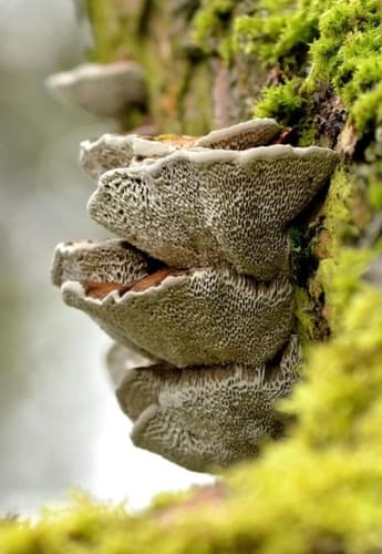 Włochatka ciemna