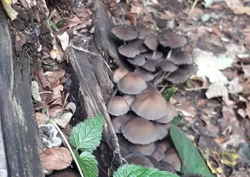 Micacei
