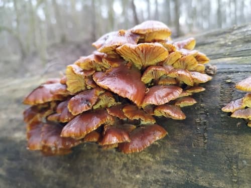 Płomiennica