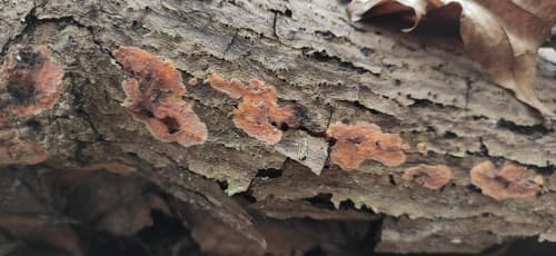 Peniophoraceae