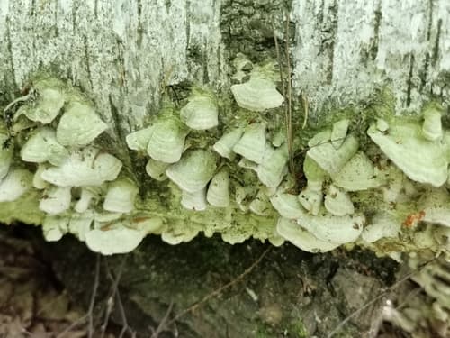 Niszczyk liściastodrzewny