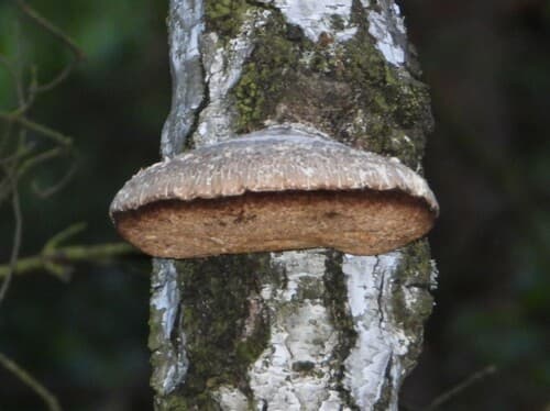 Białoporek brzozowy