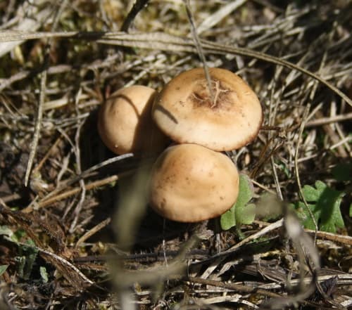 Twardzioszek przydrożny