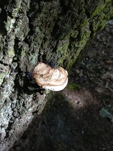 Pieczarniaki