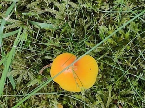 Wilgotnica czerniejąca