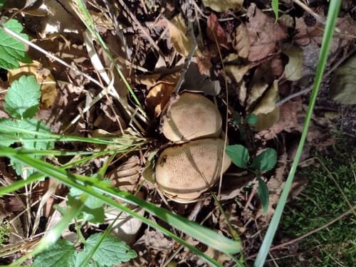 Tęgoskór cytrynowy