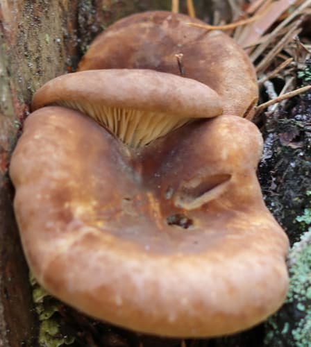 Ponurnik aksamitny