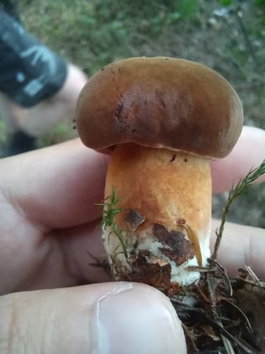 Podgrzybek brunatny