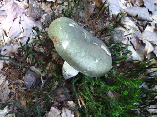 Gołąbek