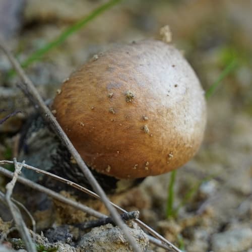 Borowikowate