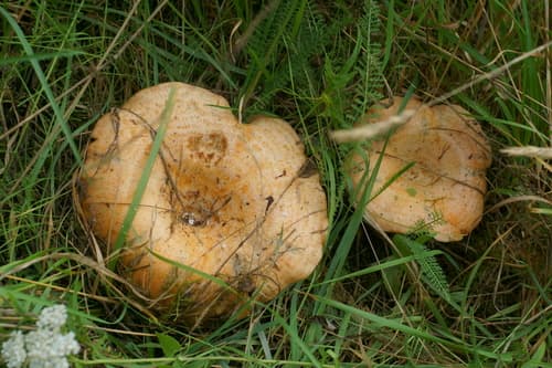 mleczaj rydz