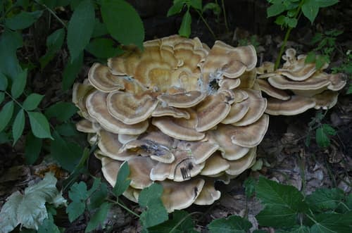 Wachlarzowiec olbrzymi