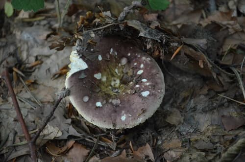 Gołąbek