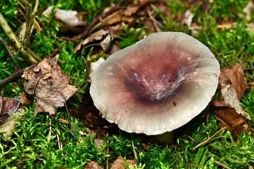 Gołąbek