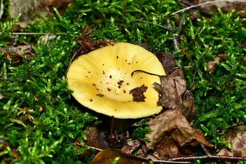 Gołąbek jasnożółty