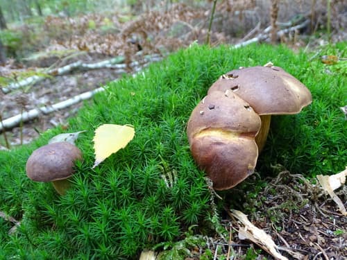 Podgrzybek brunatny