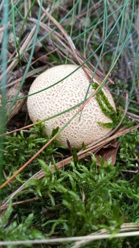 Tęgoskór cytrynowy