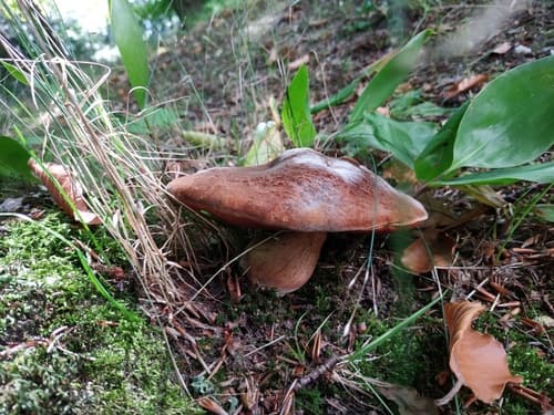 krasnoborowik ceglastopory