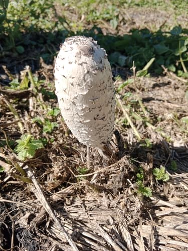 Czernidłak kołpakowaty