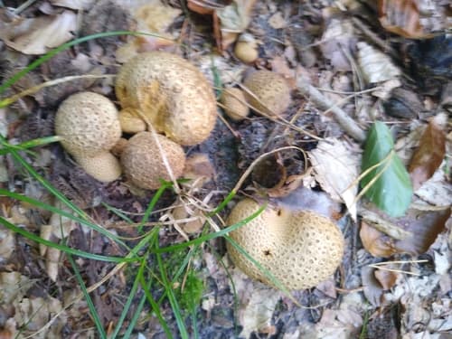 Tęgoskór cytrynowy