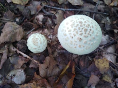 Muchomor cytrynowy