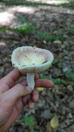 Gołąbek