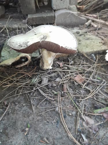 Pieczarka miejska