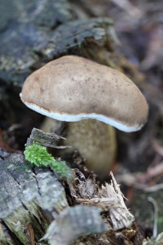 Goryczak żółciowy