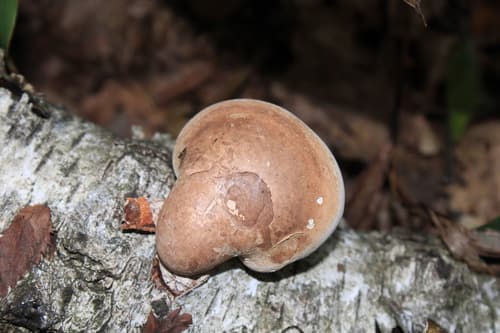 Białoporek brzozowy