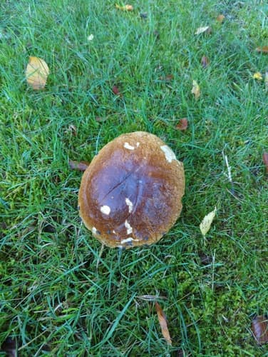Boletoideae
