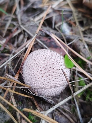 Purchaweczka spłaszczona