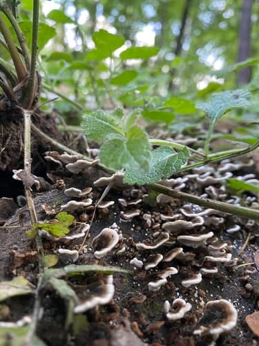Szaroporka podpalana