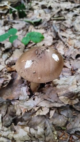 Vaginatae