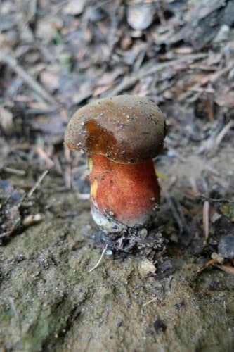 krasnoborowik ceglastopory