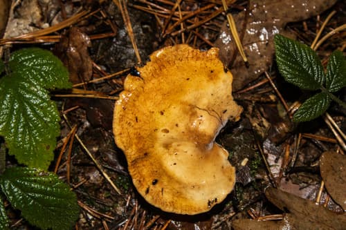 Krowiak podwinięty