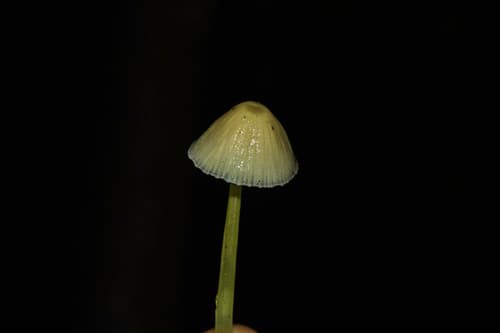 Grzybówka cytrynowa