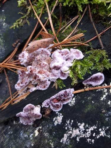 Chrząstkoskórnik purpurowy