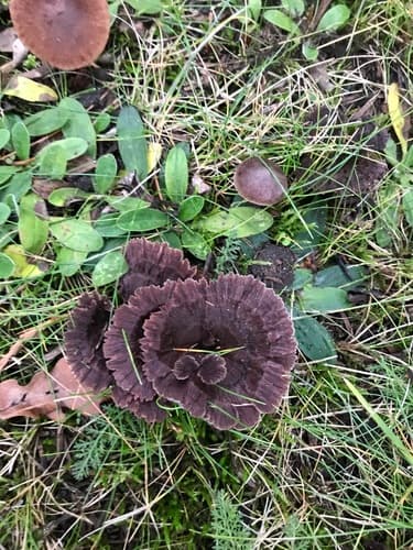 Chropiatka pospolita