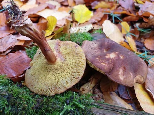 Borowikowate