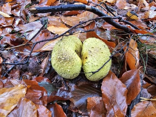 Tęgoskór cytrynowy