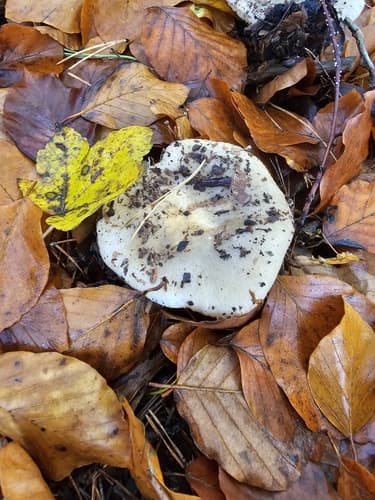 Russula