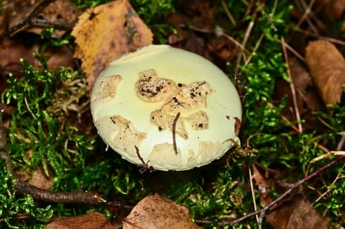 Muchomor cytrynowy