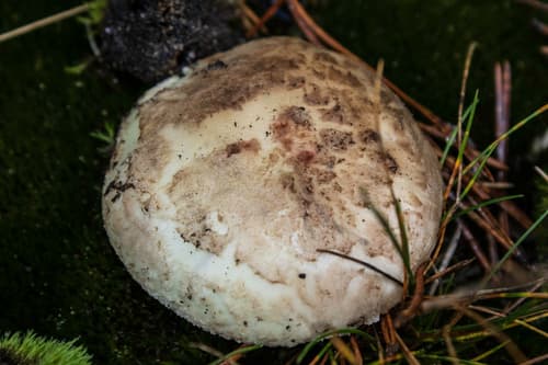 Muchomor cytrynowy