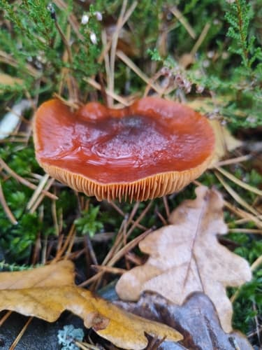 Pieczarkowce
