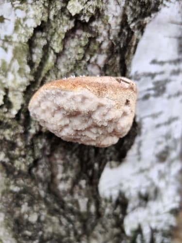 Białoporek brzozowy