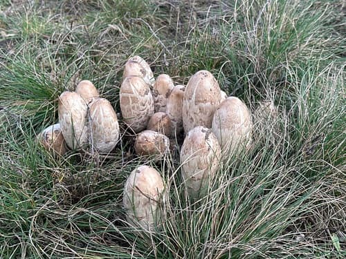 Czernidłak kołpakowaty