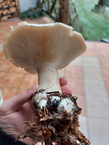 Pieczarniaki