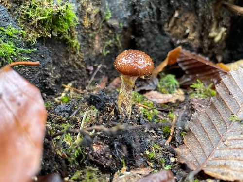 Opieńka żółtawa