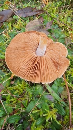 Pieczarkowce