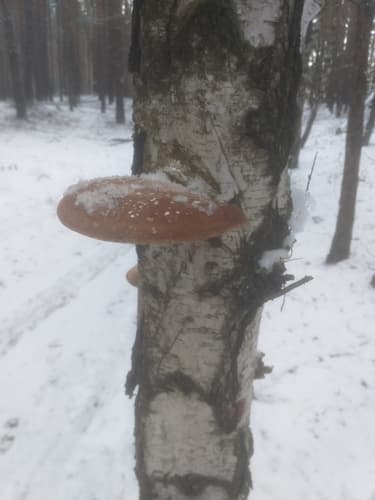 Białoporek brzozowy